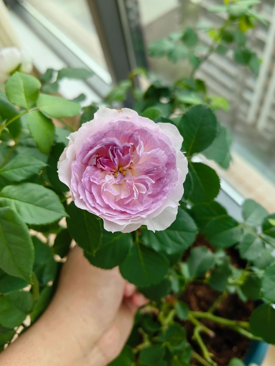 蓝月石幻紫果汁阳台月季 七月底至八月初的开花时间段! 8月1日证件照.