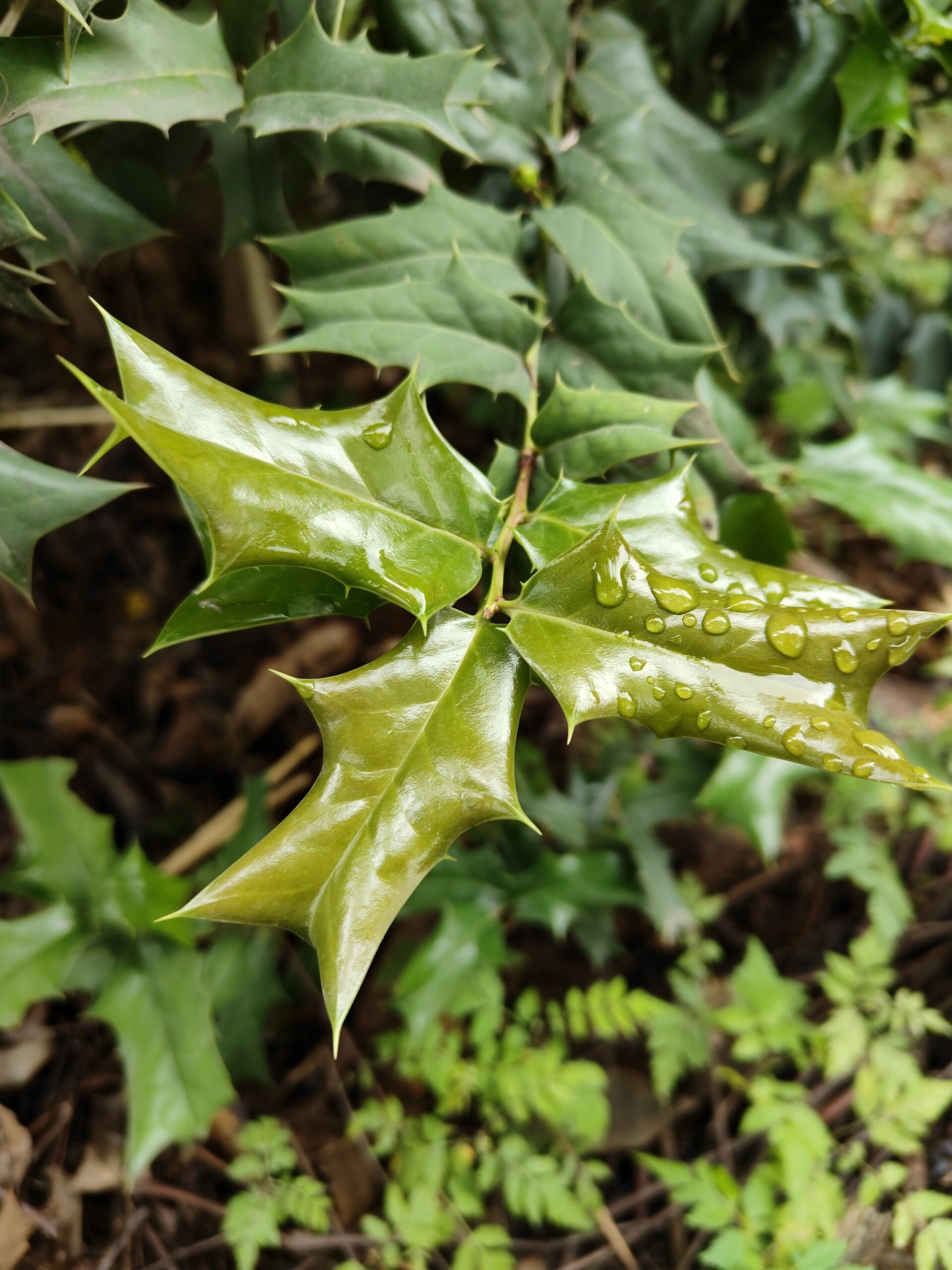 边走边发现,认识植物!枸骨