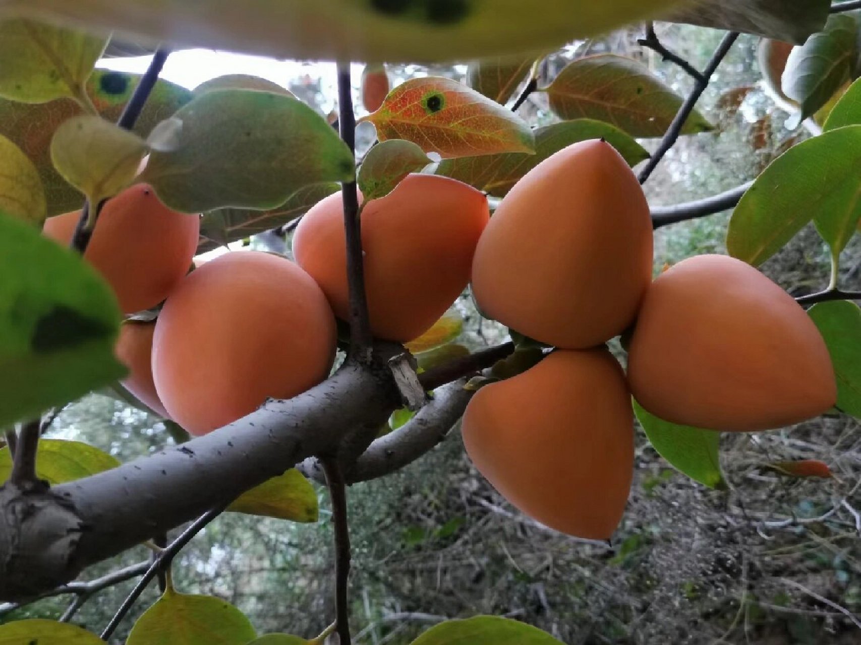 陕西富平曹村镇千年柿子树 这里是享誉海内外富平柿饼的主产地!