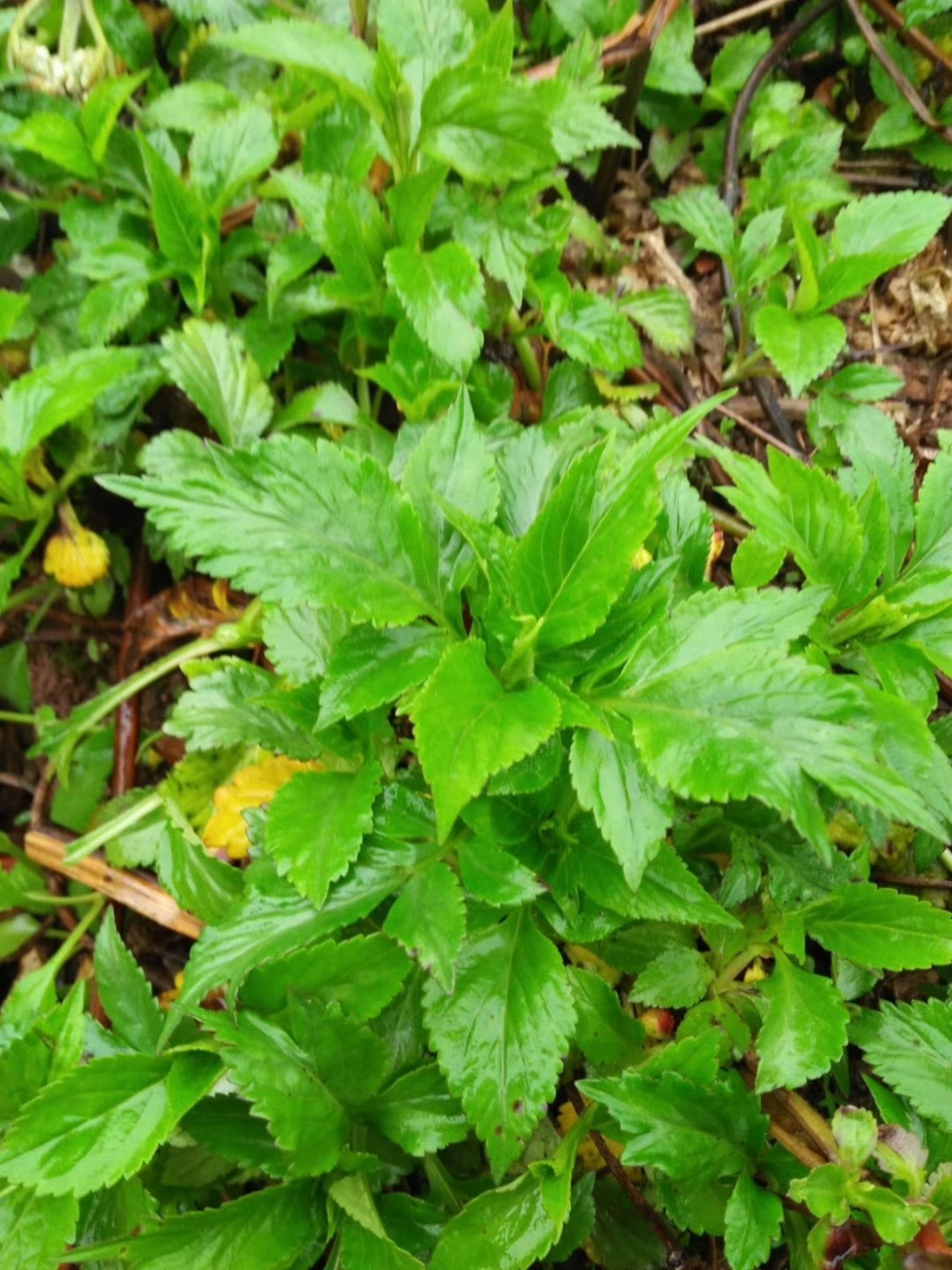 不知道你们叫这种野菜名?