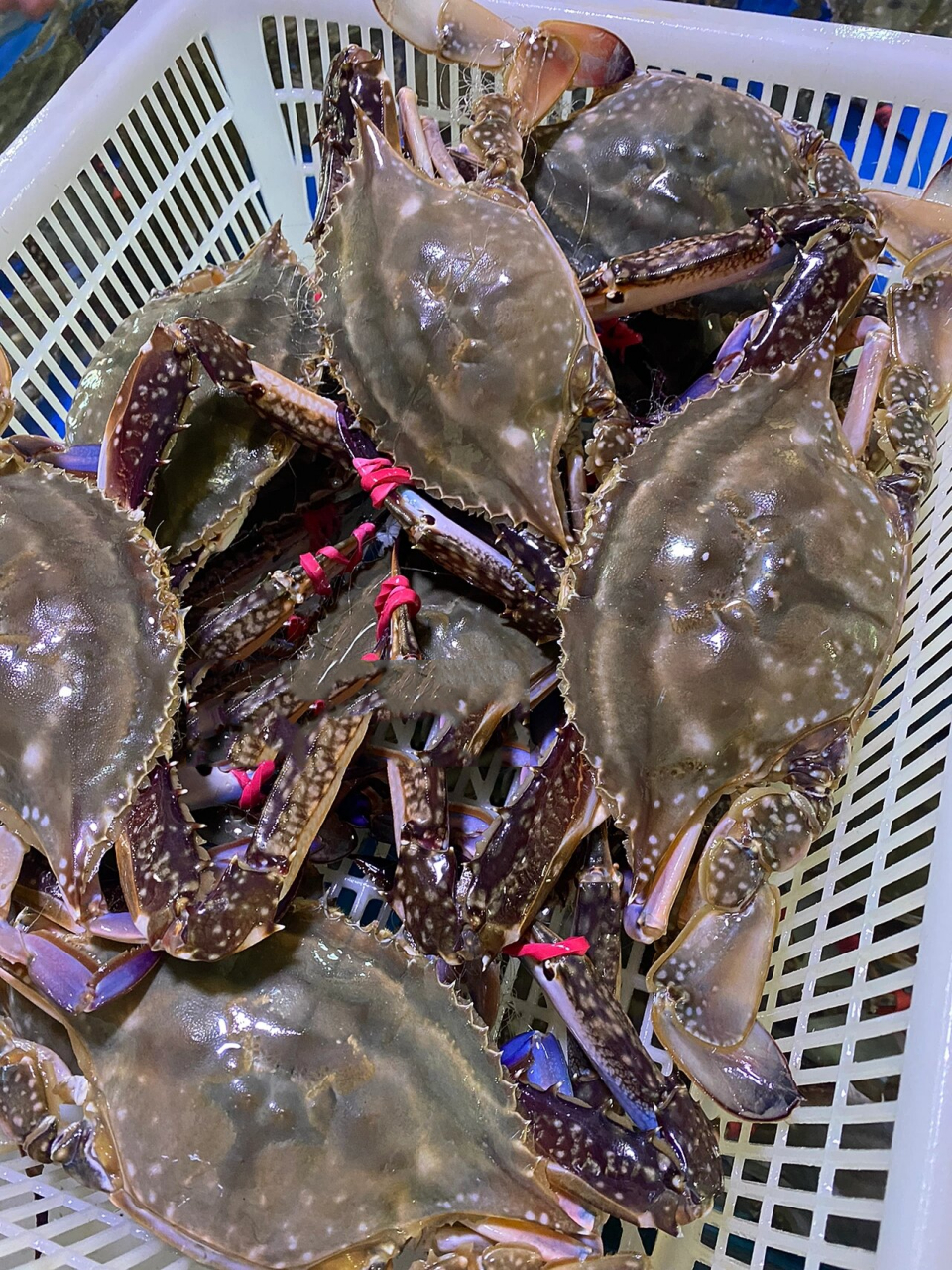 中的佼佼者,超肥～ 辽宁丹东东港终于开海了, 各种当地特色海鲜来啦