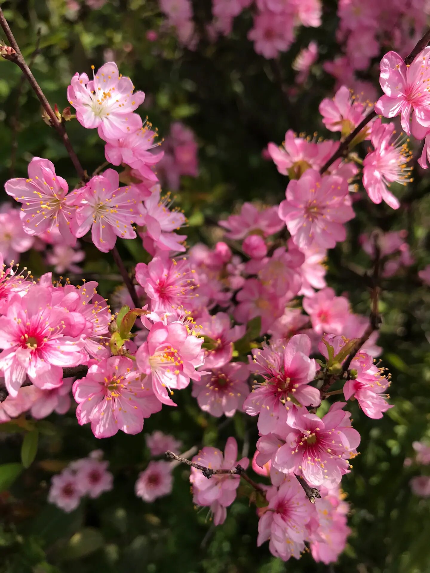 麦李 麦李,蔷薇科李属落叶灌木.
