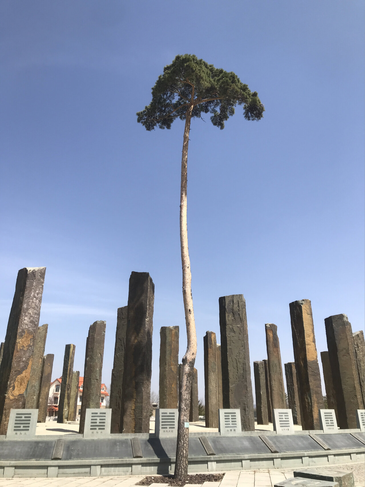 长白山去哪看美人松 美人松(学名长白松),是国家一级重点保护植物,每