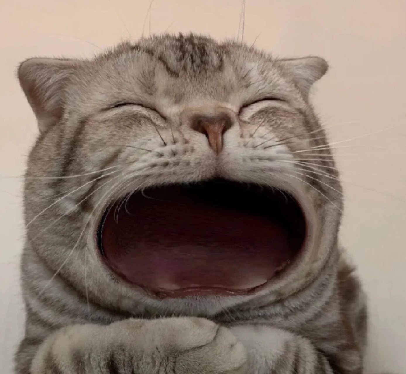 猫咪大嘴表情包图片