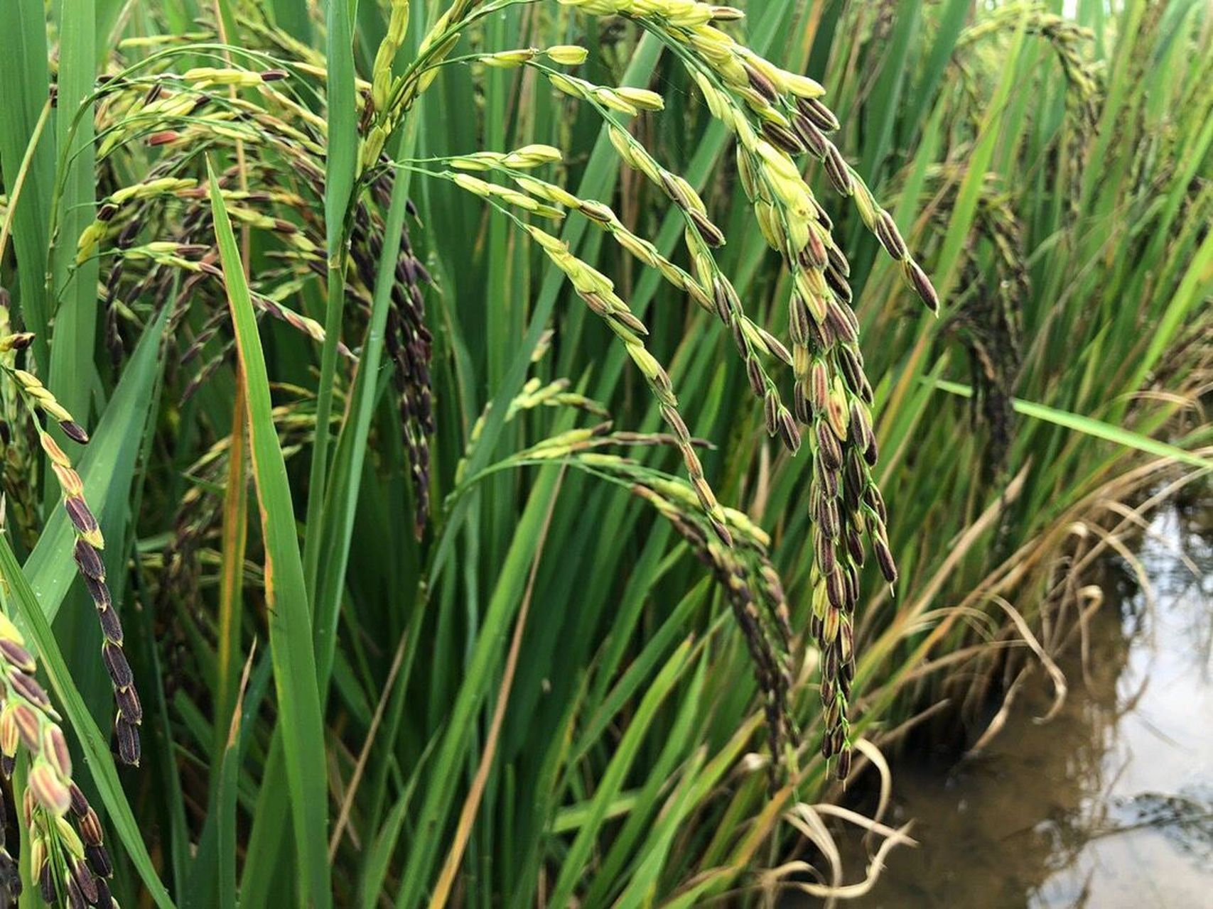 90 云南墨江梯田紫米原生态种植 90 云南墨江梯田紫米 从山上汇集