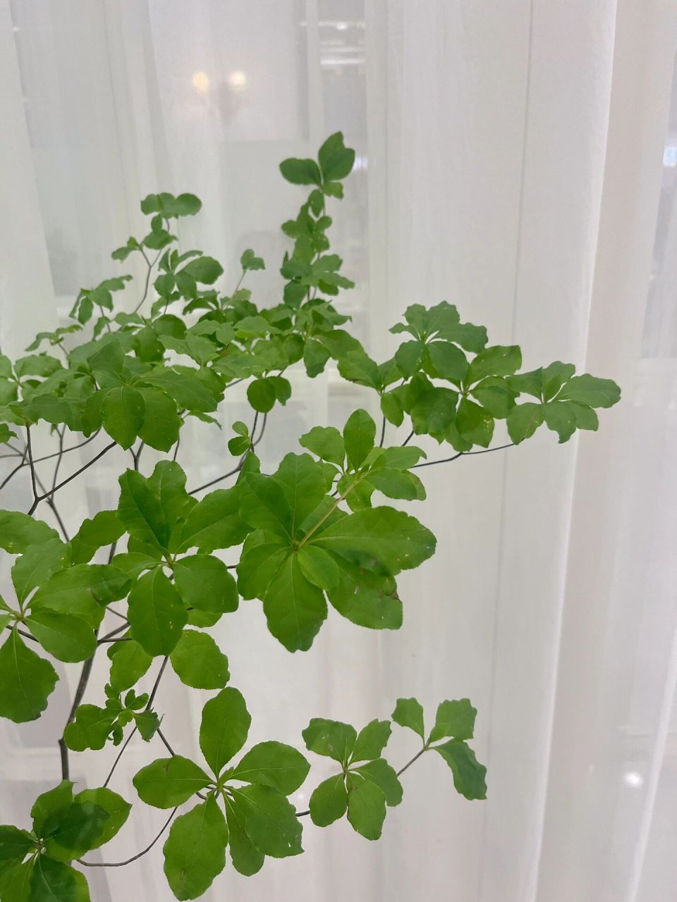 日本吊钟|治愈系植物9591 品相极好的一颗吊钟 日本吊钟|植物界