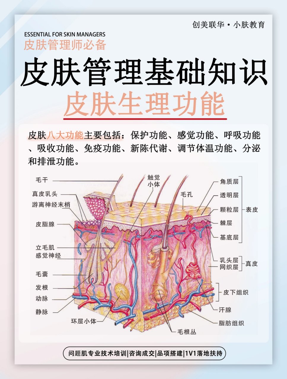 皮肤基础知识|皮肤八大功能|皮肤管理师必学 97皮肤是人体最大的