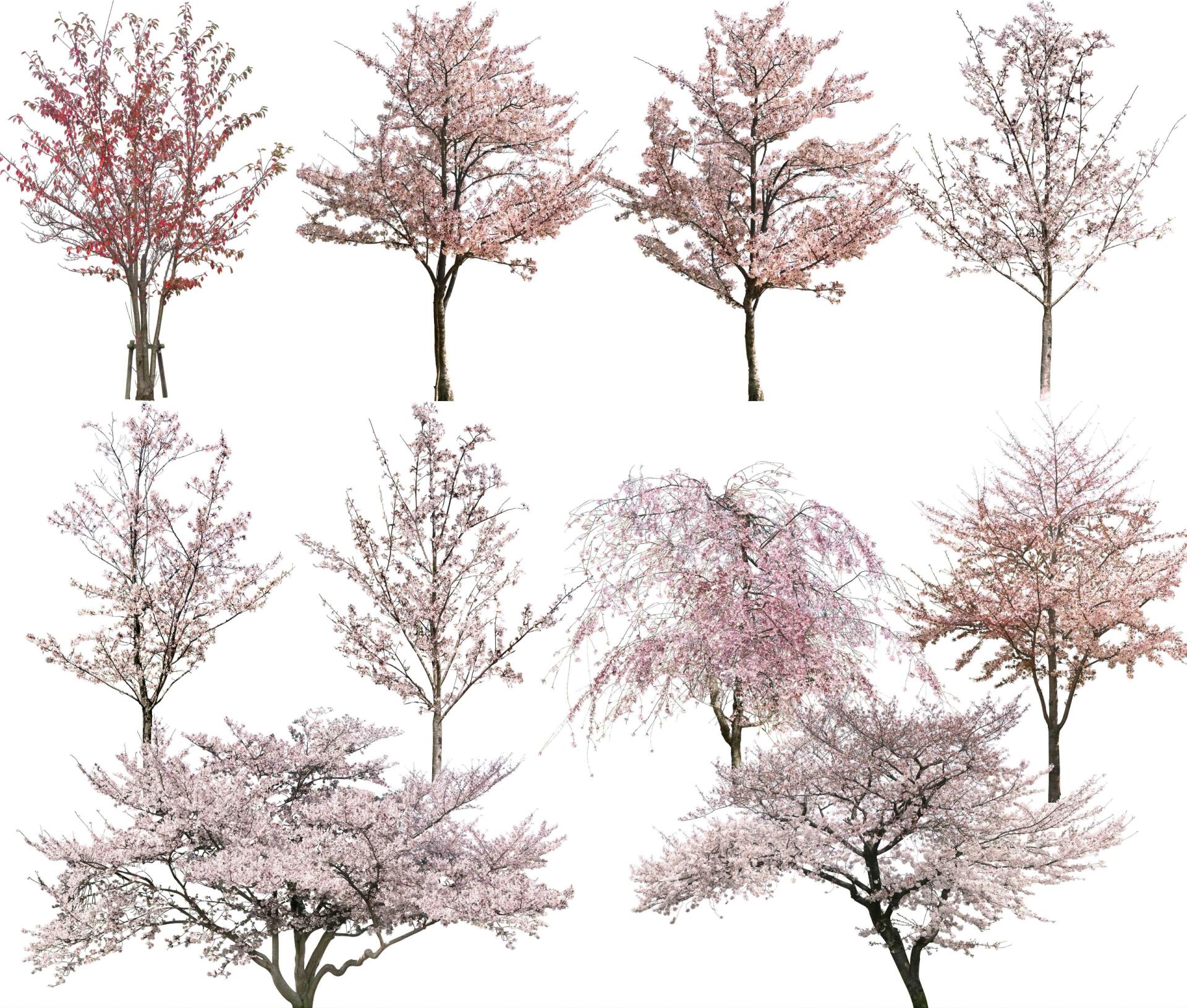 ps|春日限定高清樱花树贴图来喽🍒🍒