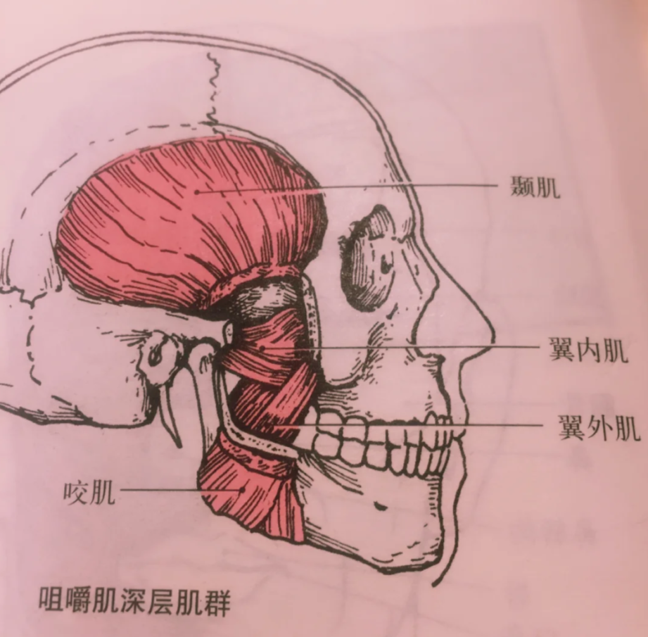 这些肌肉共同完成咀嚼动作,维持下颌功能