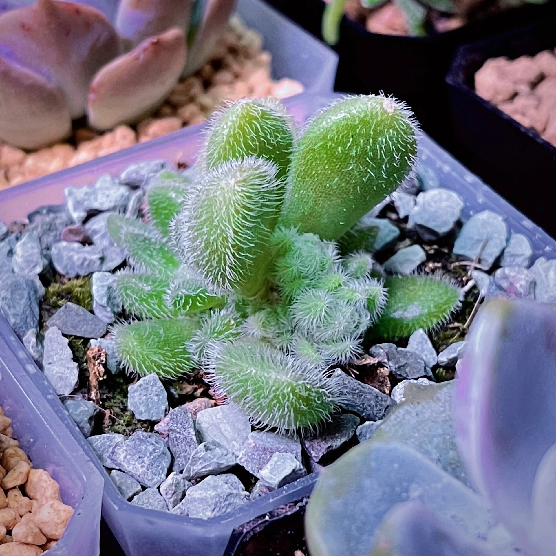 00|多肉"信东尼" 959595 信东尼也是景天科的肉肉,厚叶片