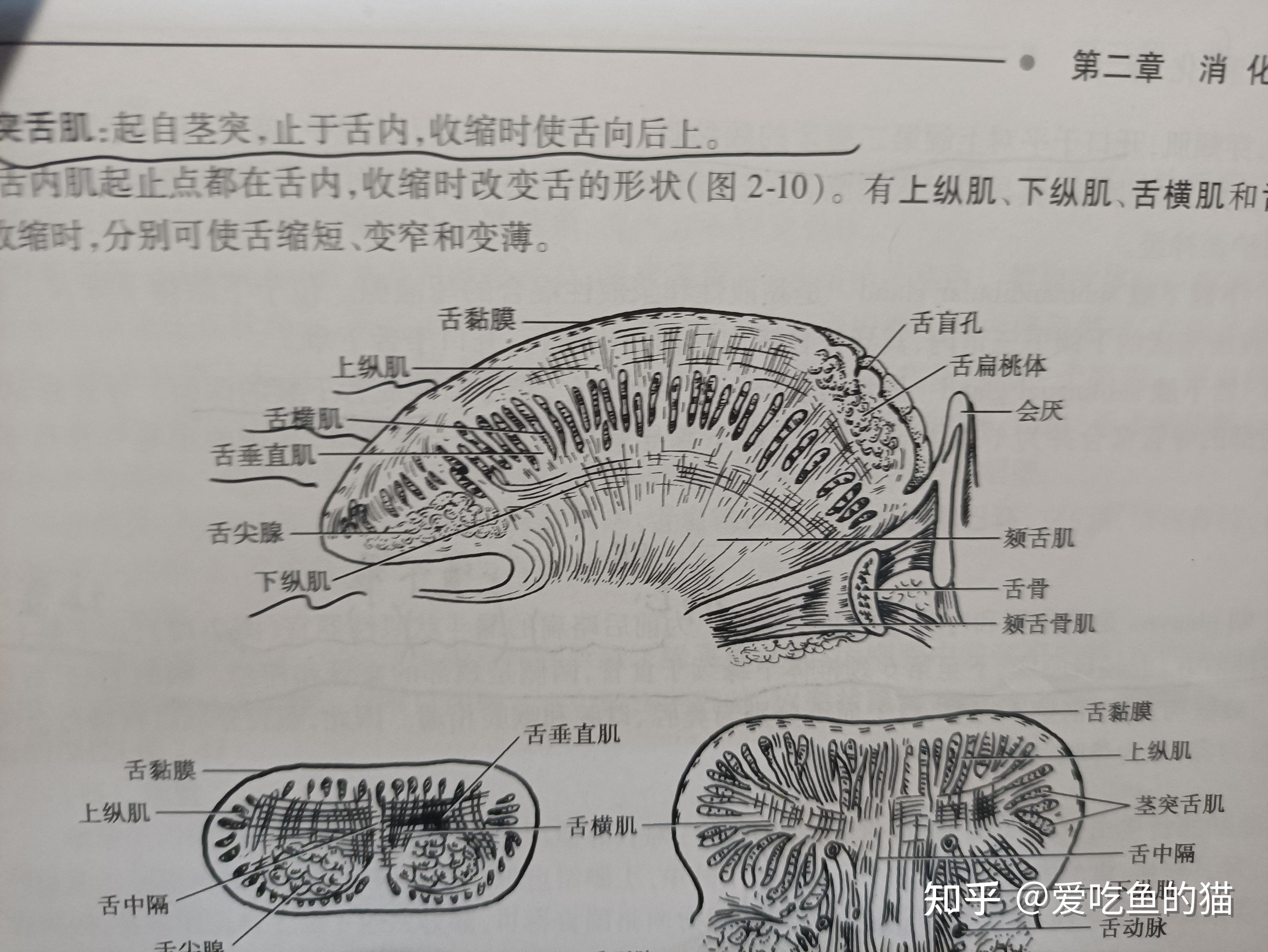 为什么一侧颏舌肌收缩舌尖会偏向对侧