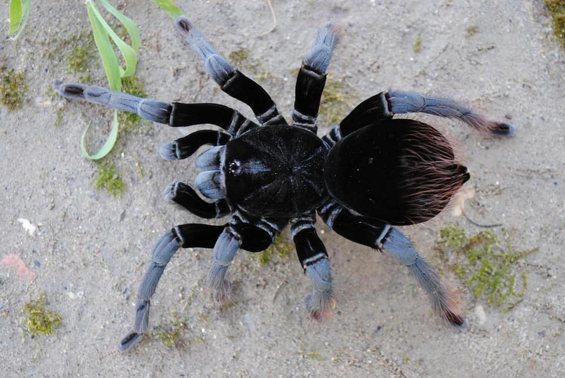 产于秘鲁,玻利维亚热带雨林的动物 玻利维亚钢铁蓝蜘蛛(拉丁学名