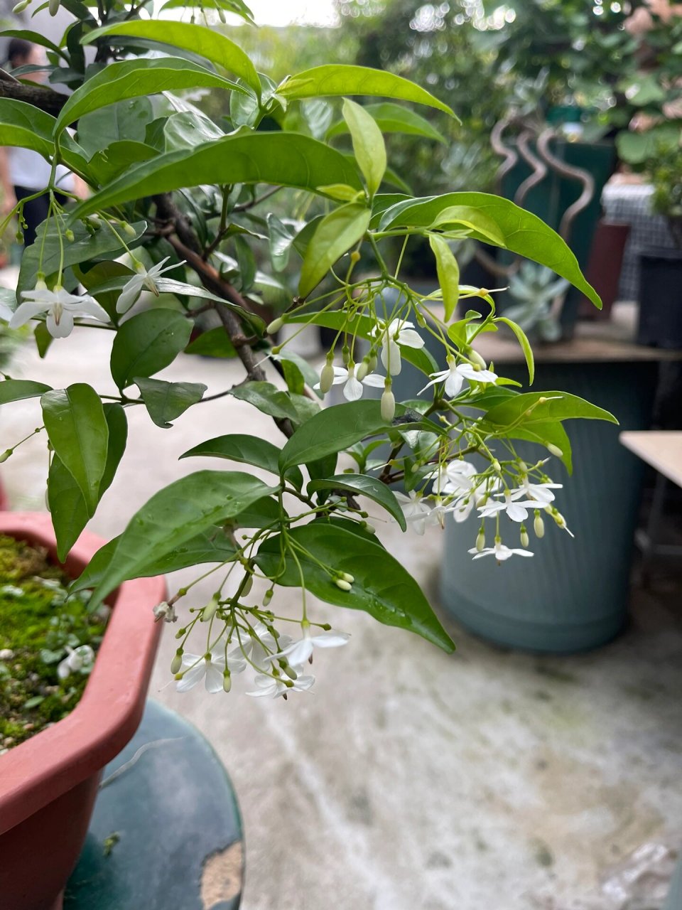 九龙木-野生茉莉