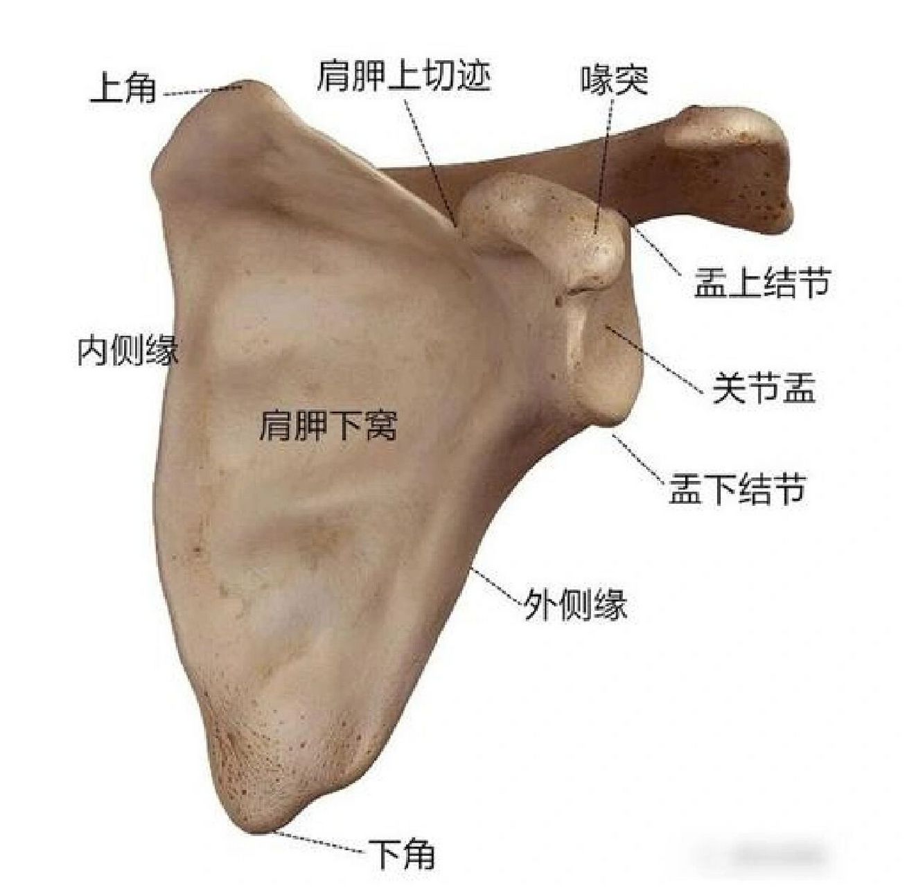 肩关节解剖图x线图片