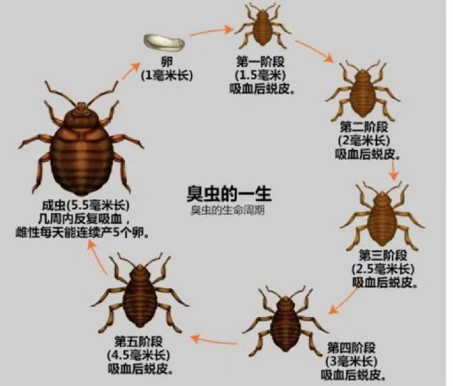怎么消灭臭虫,吸血臭虫危害,臭虫防治办法 家里有了臭虫怎么办,怎么