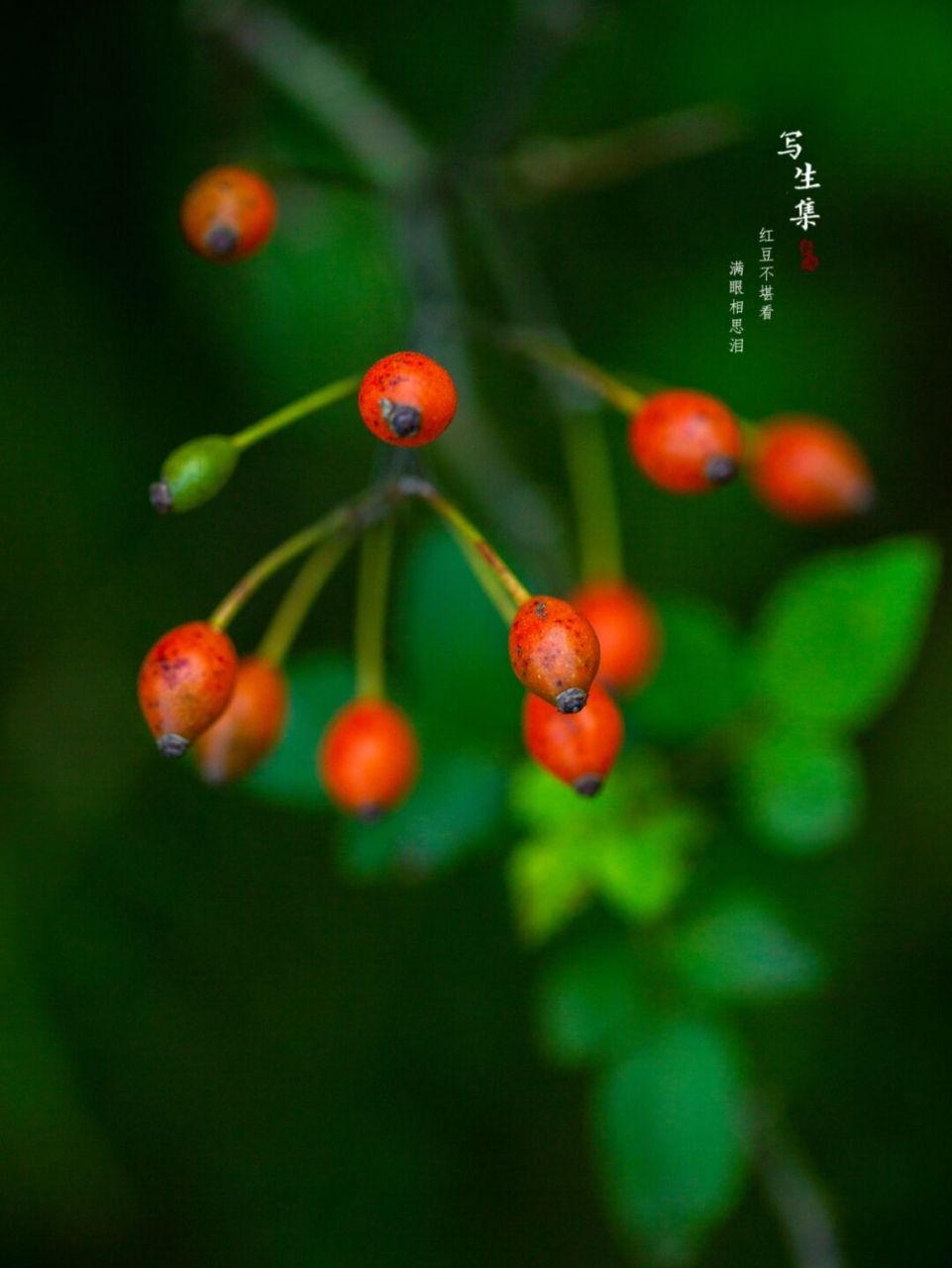 花落相思泪图片