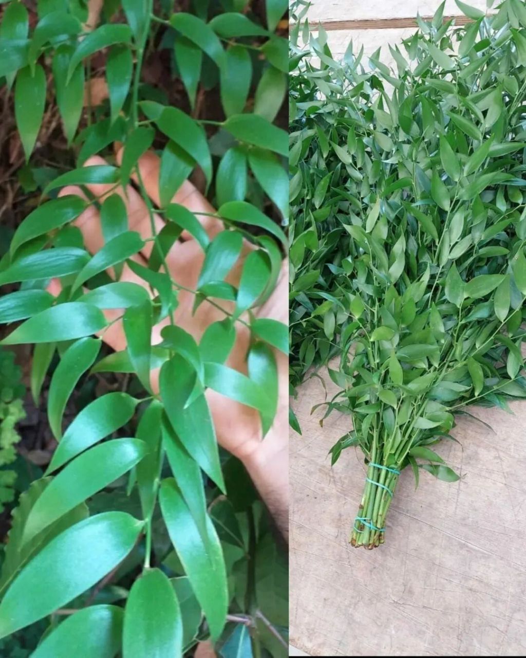 熊猫竹/假叶树 这货也是天门冬科的成员,和桔叶是表亲关系,最大的区别