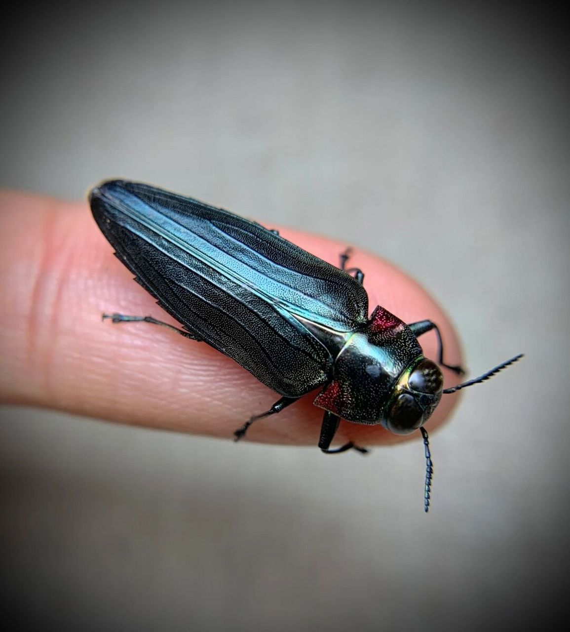 炮弹飞船～ 咬人超疼的小吉丁,一口破皮[黑线]不过颜色还是蛮不错的