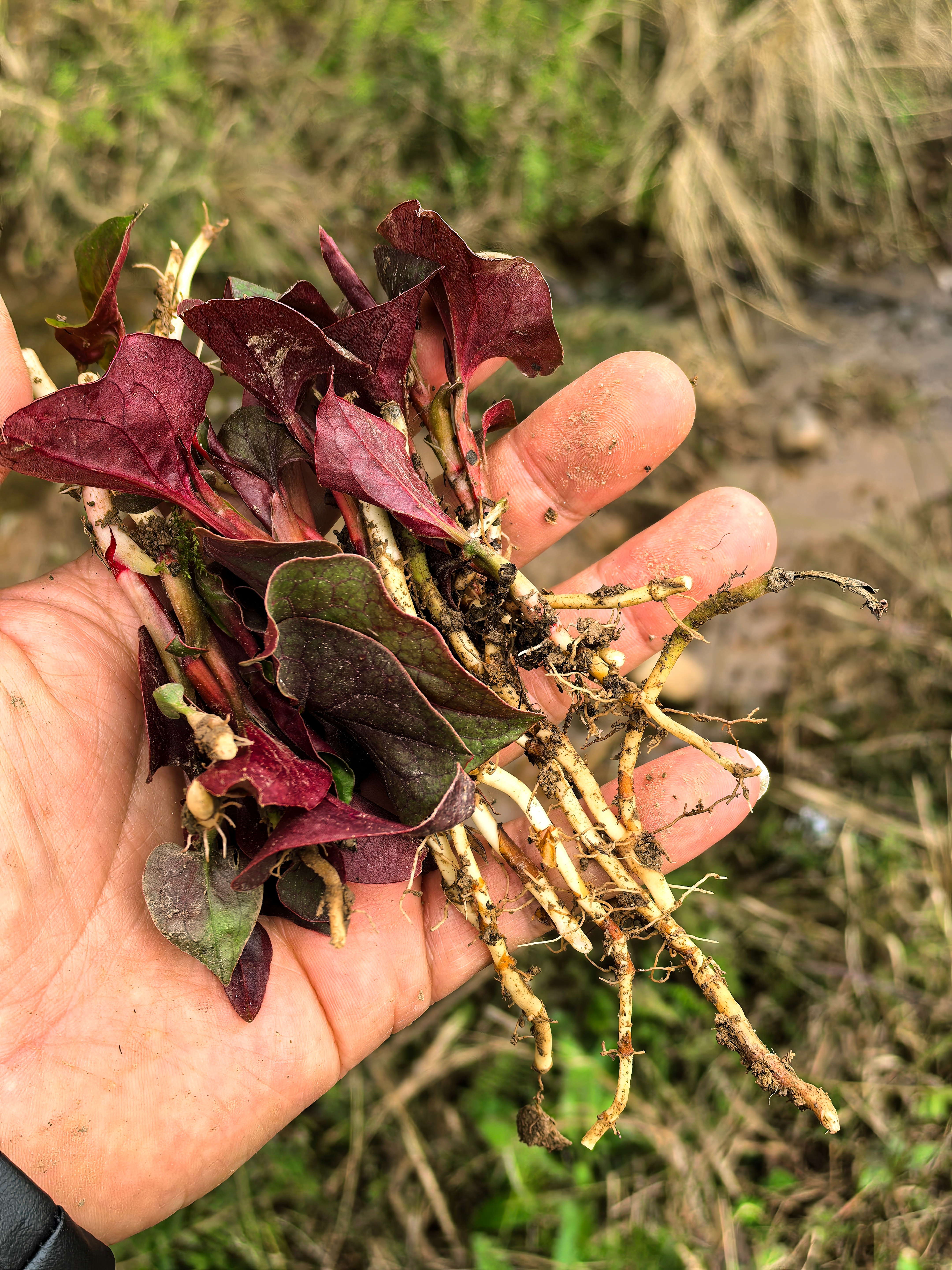 刚挖的野生折耳根,你们不知道这玩意儿多美味,比人工种植的味儿更冲