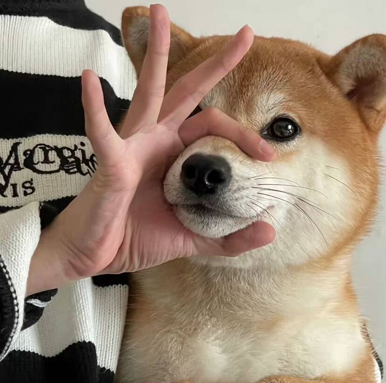 可爱小柴头像 快乐修勾小柴犬头像