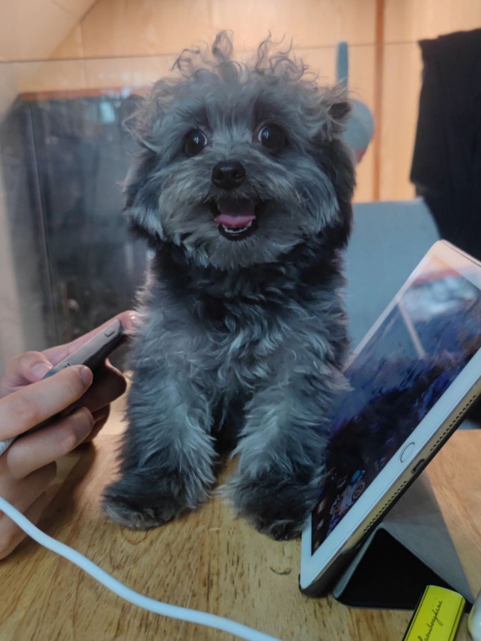 店家说这是泰迪和博美的串串,耳朵和尾巴很像博美,然后遗传了泰迪的不