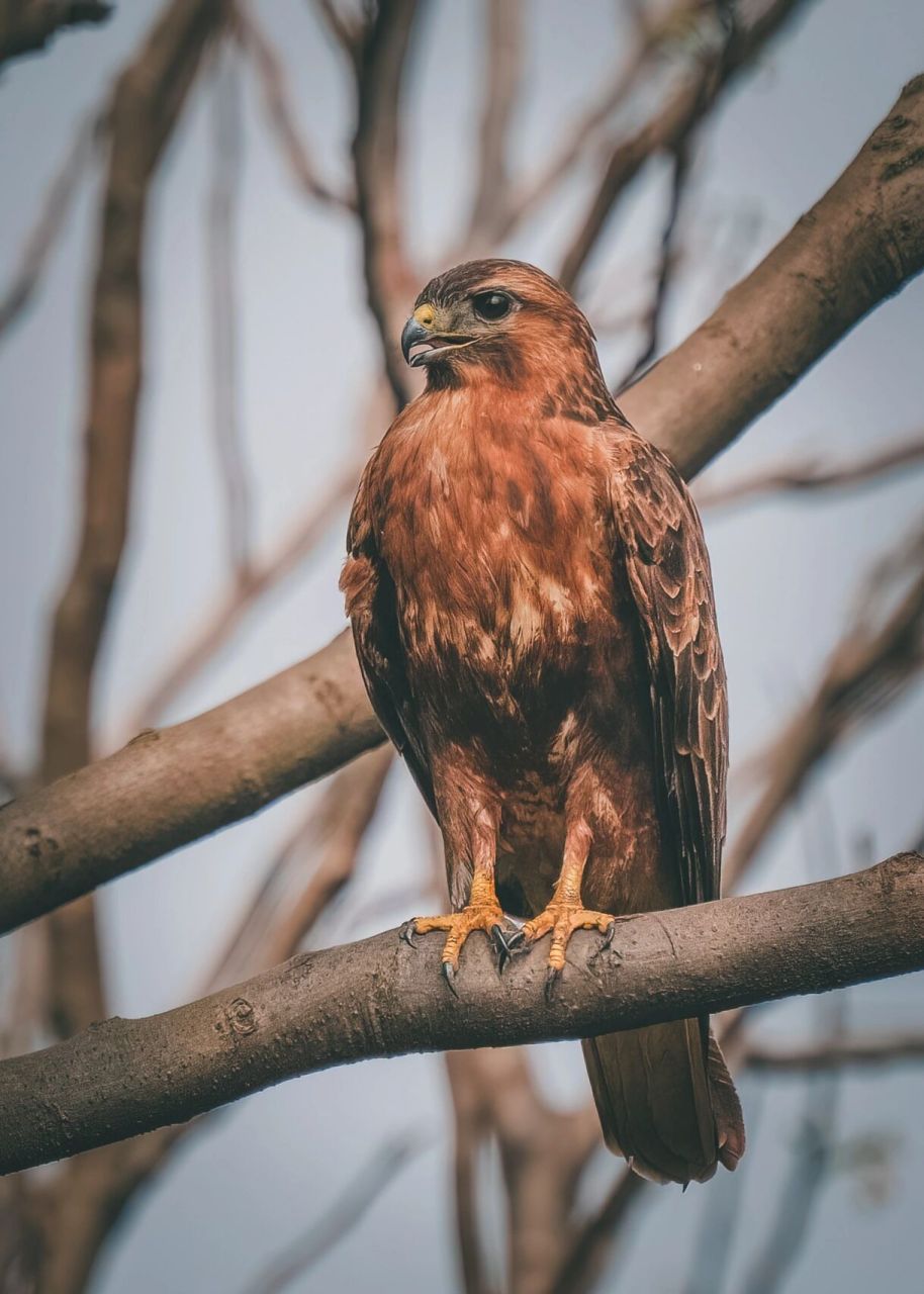鸟类图鉴|普通鵟之君临天下 在成都植物园和这只普通鵟不期而遇,这不