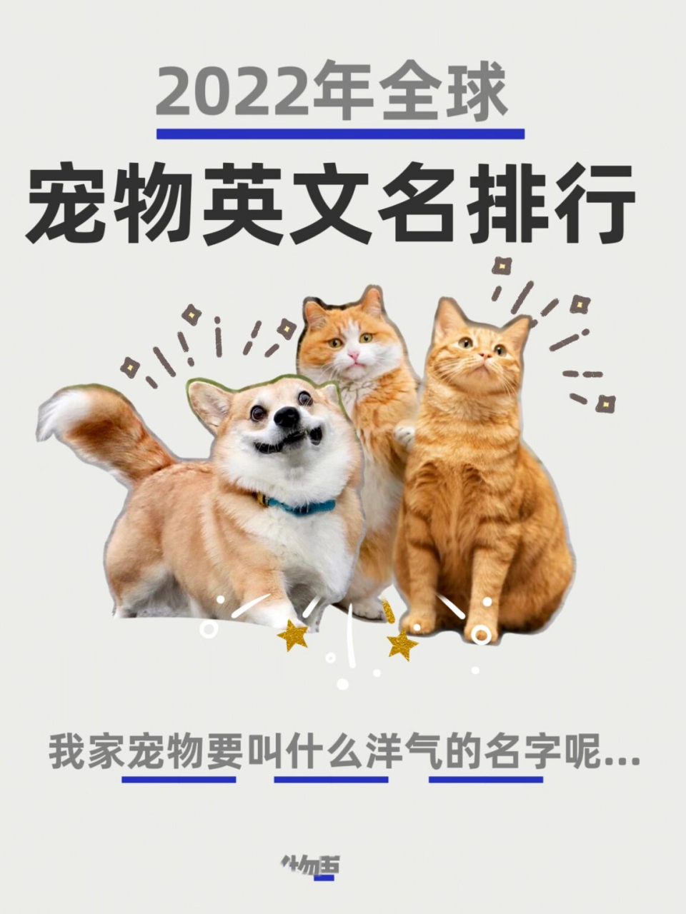 全网最热宠物英文名排行榜🔥好听名字揭秘 🥰大家好,这里是成都