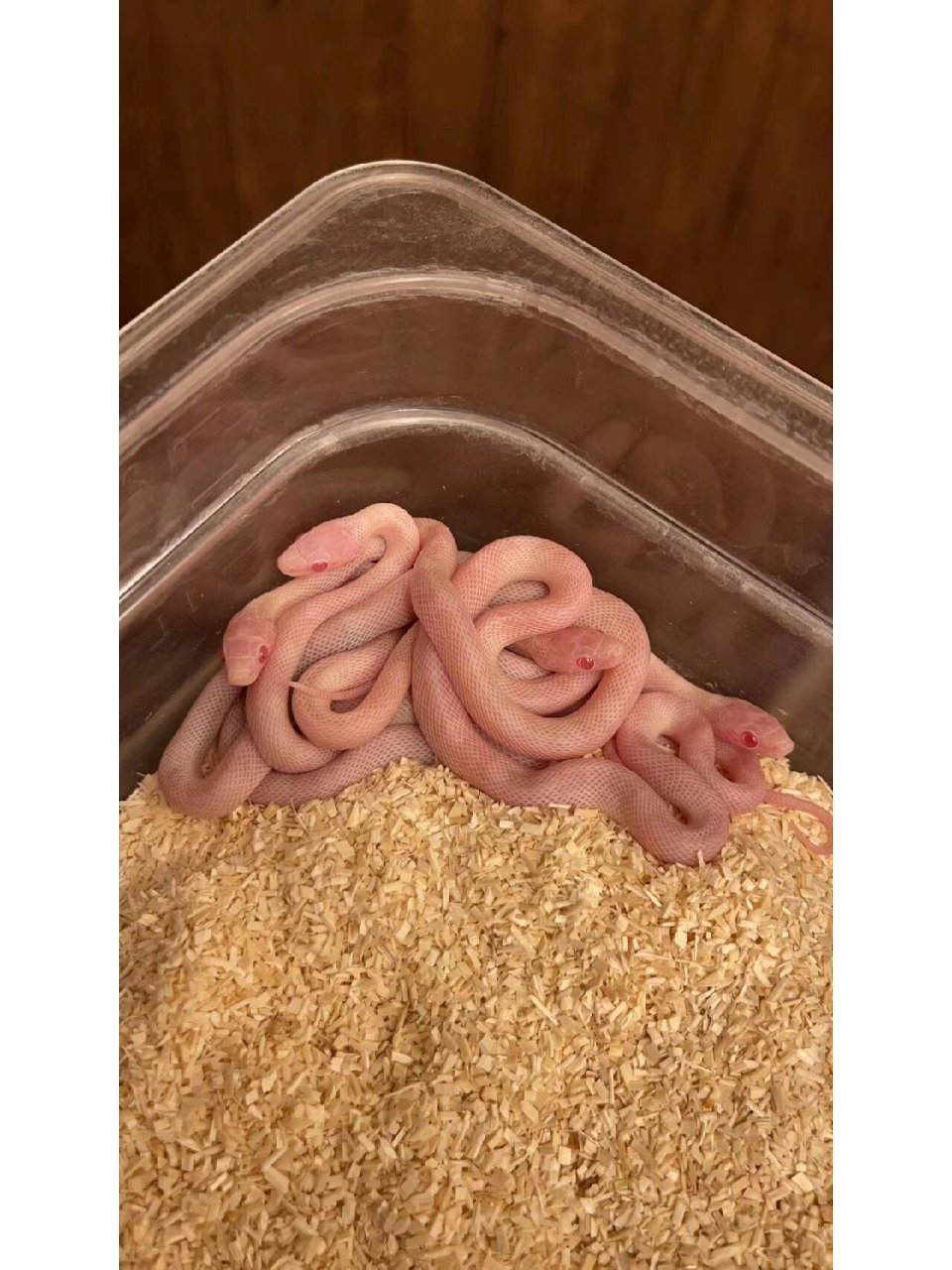 玉米蛇 雪盲有几条,成体大概率纯白,可拍开食视频后发货,喜欢纯白色的