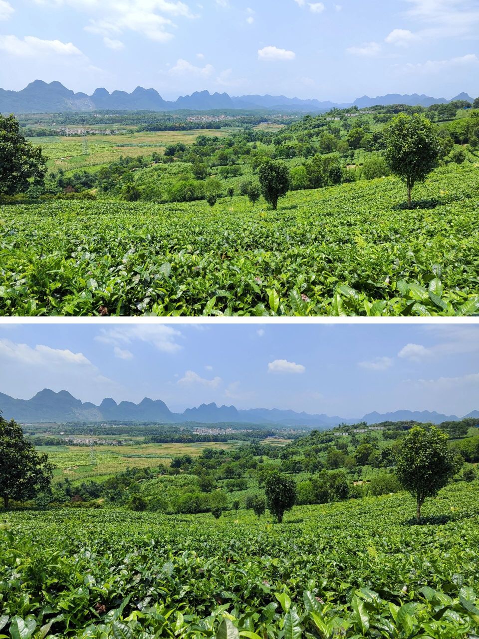 茶香四溢95美景如画,打卡英德茶趣园95  在英德市区西郊马口,是一