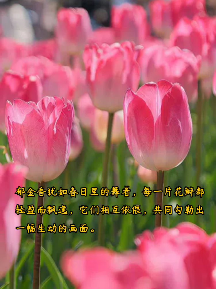 郁金香的样子描写一段话