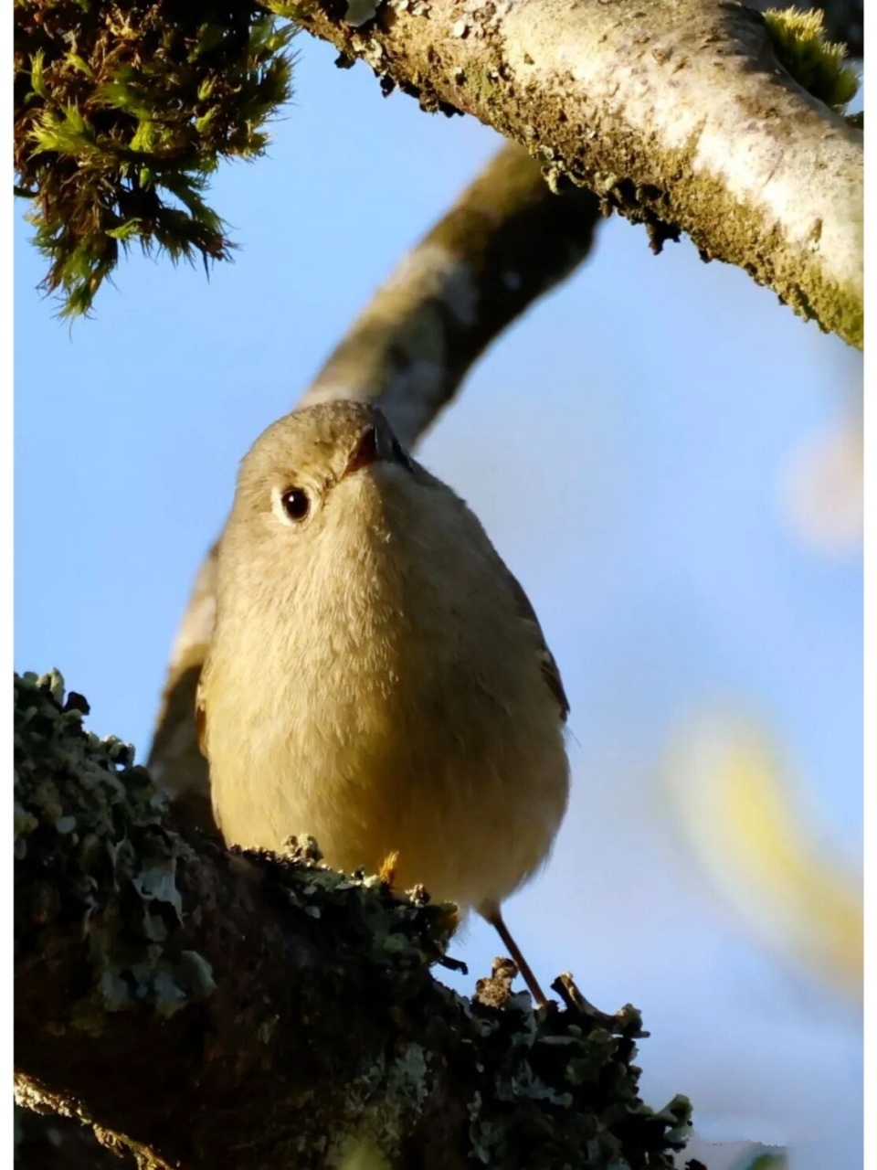红冠戴菊 红冠戴菊(学名:corthylio calendula):鸟纲,戴菊科动物.