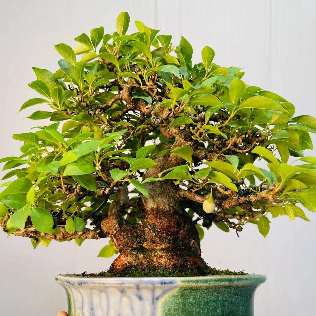 野茉莉盆景 有些树 爱不释手 野茉莉-萬園出品