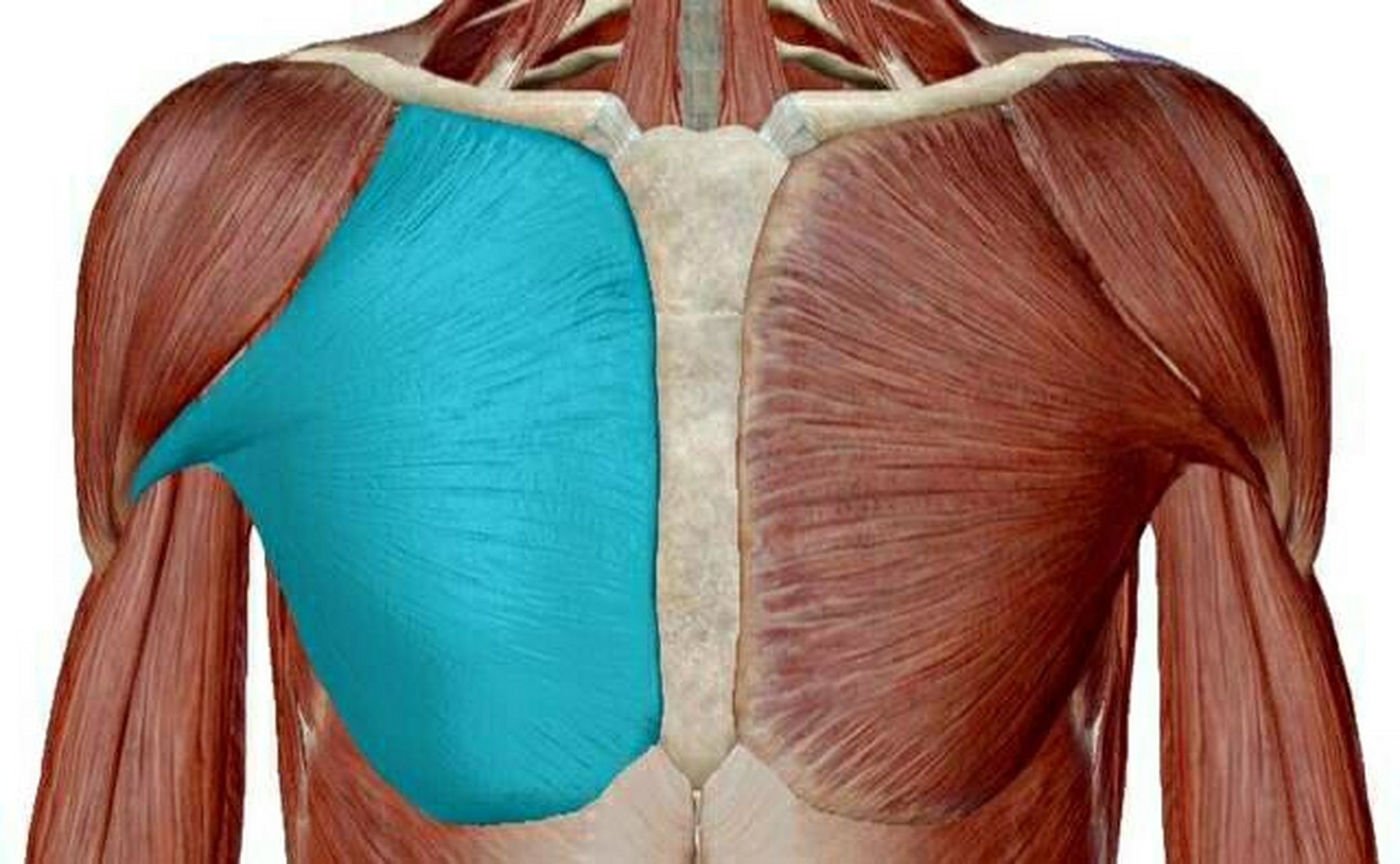 肌肉解剖~胸大肌 胸大肌在胸廓前上部浅层.