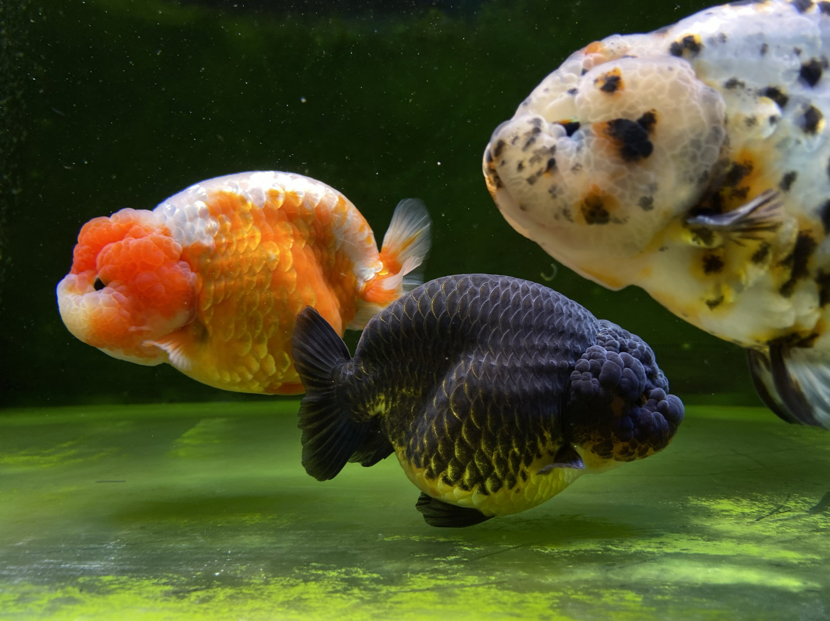 看到了就会治愈的金鱼波妞 我爱好是养金鱼,发一套我养的胖胖猪们.