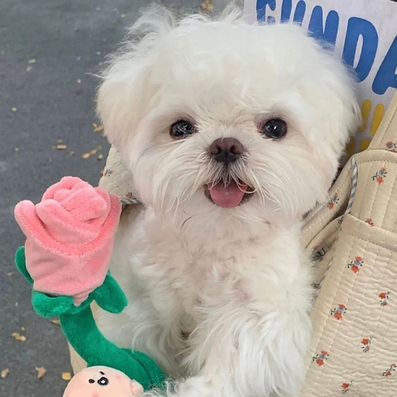 头像 | 可爱狗狗白色系春天活泼