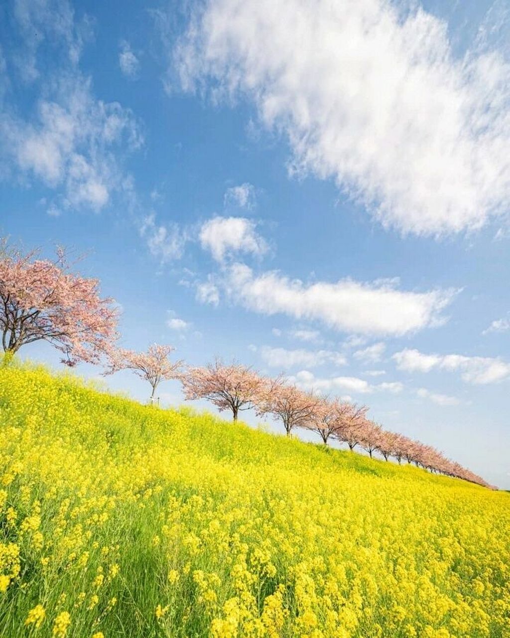 笔记灵感# 深度游栃木县,最印象深刻的就是小山城的思川樱,一种由