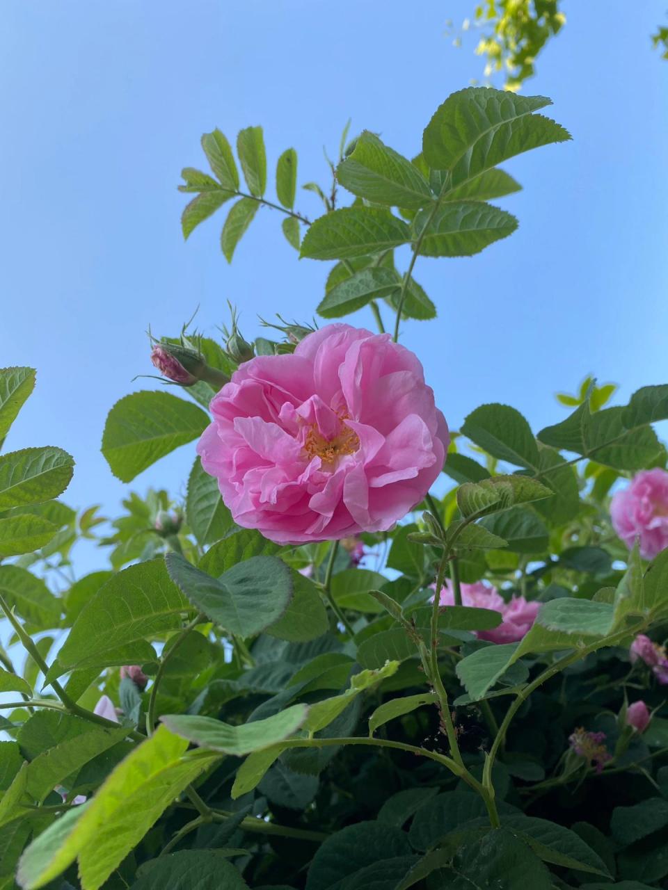 大马士革玫瑰 正儿八经的玫瑰,不是观赏月季,云南的鲜花饼原材料品种