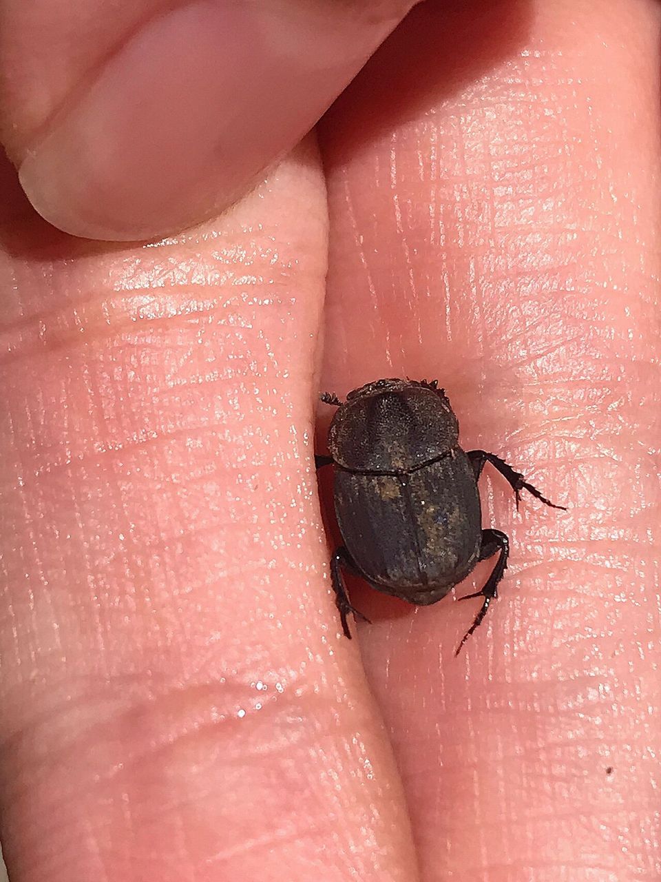 夏日昆虫|阳台山偶拾 阳台山下山时偶然遇到,辨识了一下,疑似掘嗡蜣螂