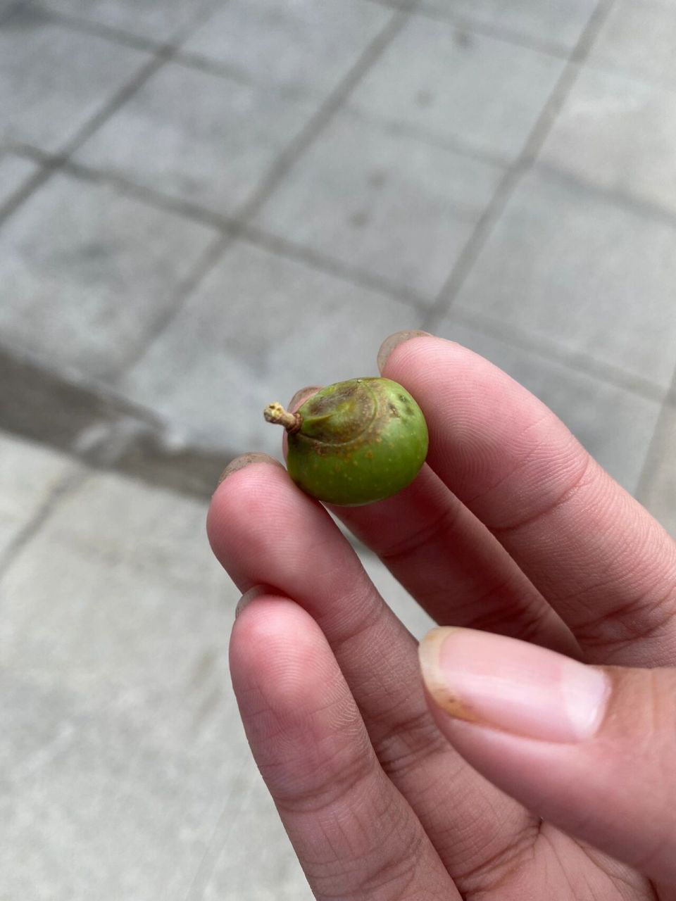 回老家看到一颗无患子树,但籽还没有成熟(图片中的是自然脱落的无患子