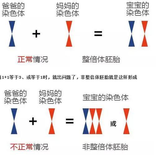 广慧 生殖医生 的想法 第三代试管婴儿筛查结果中的"非整倍体"是什么