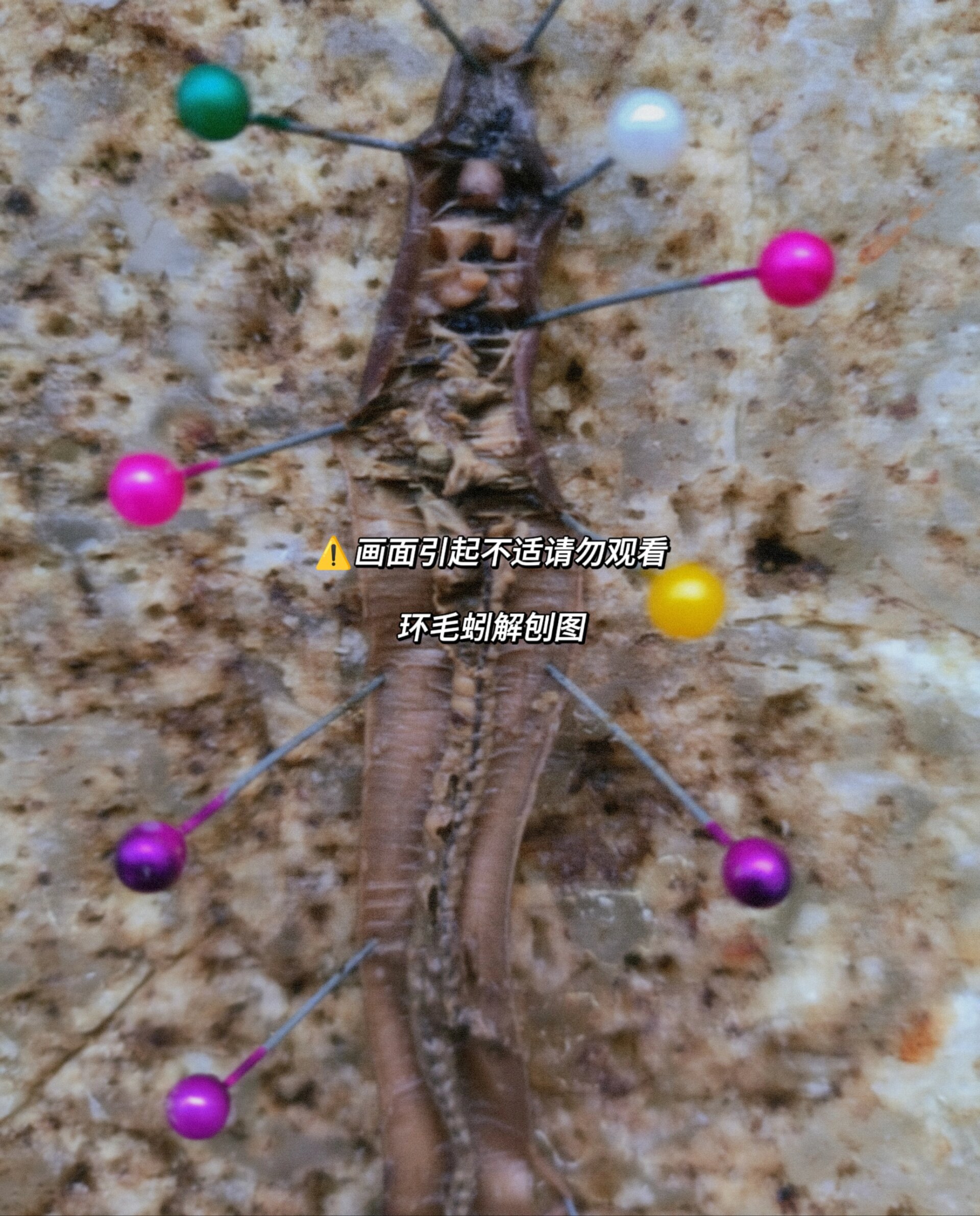 6015学习干货丨环毛蚓外形观察与内部解刨 集美門俺来啦,这次与