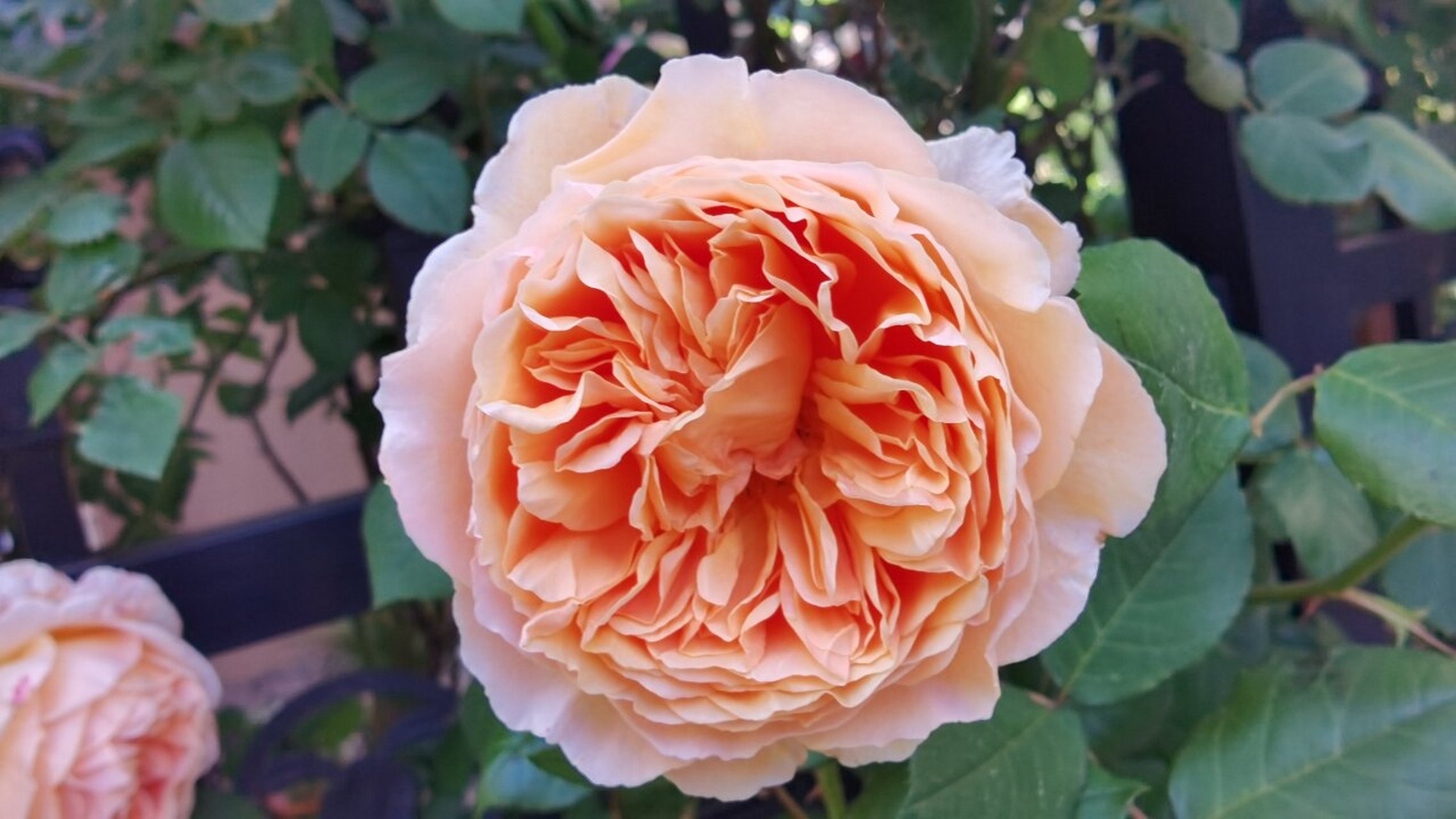 安德烈月季,一个被名字耽误的优秀藤本 世界上的月季有多少个品种?