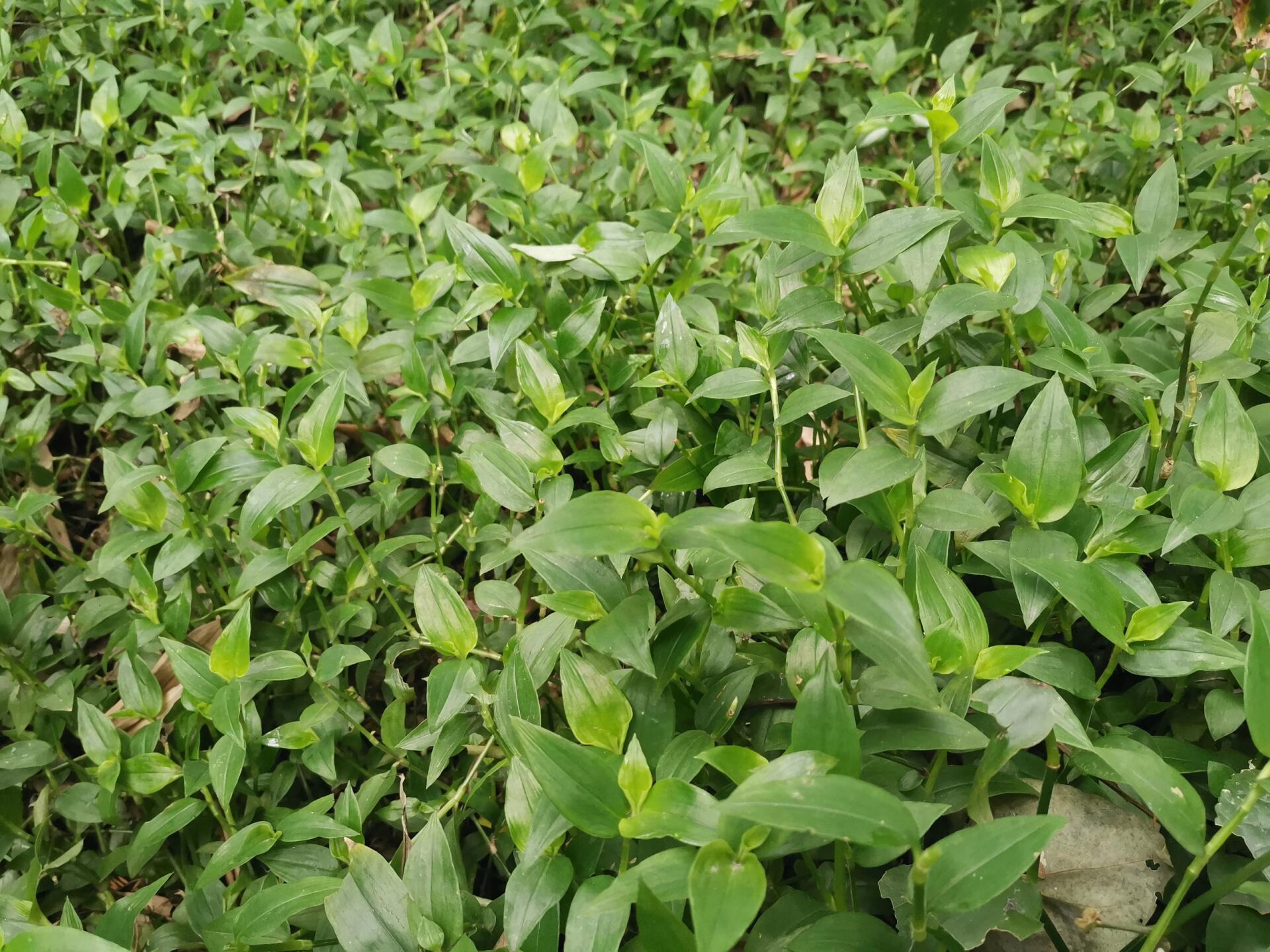 峨眉山野菜竹叶菜图片