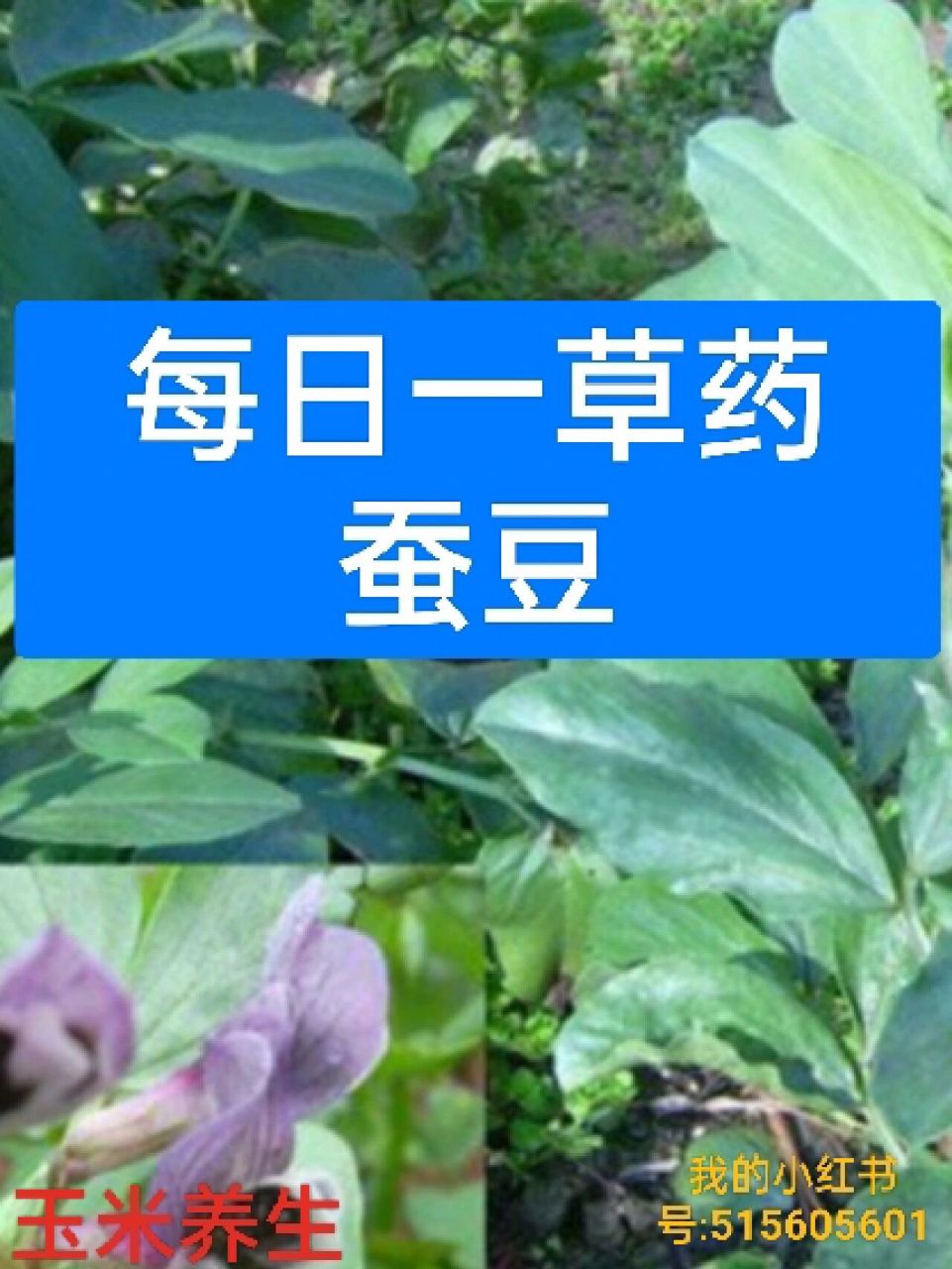 每日一草药——蚕豆 别名:南豆,胡豆,竖豆,佛豆 来源:为豆科野豌豆属