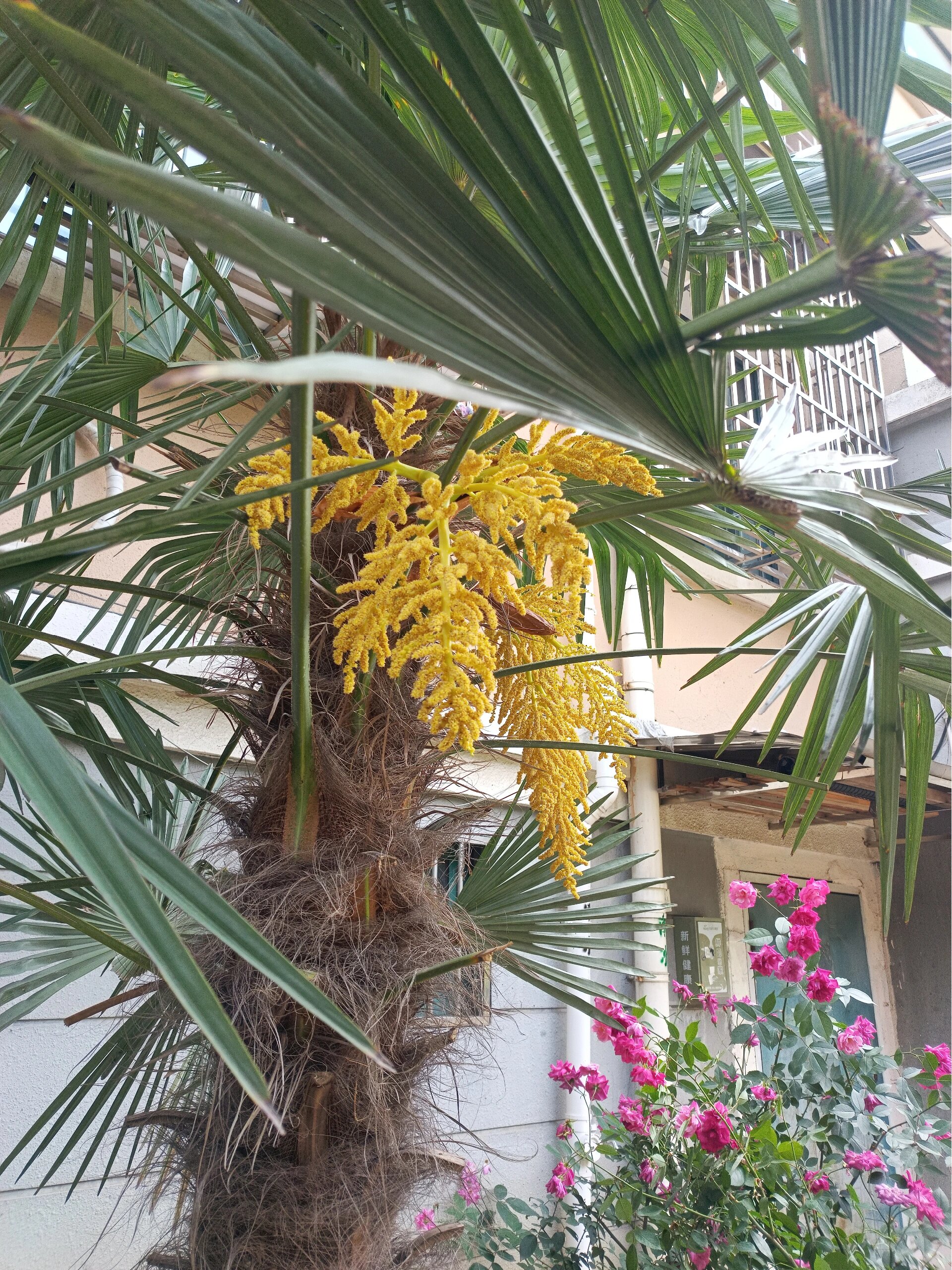 "铁树开花" 棕榈树开花