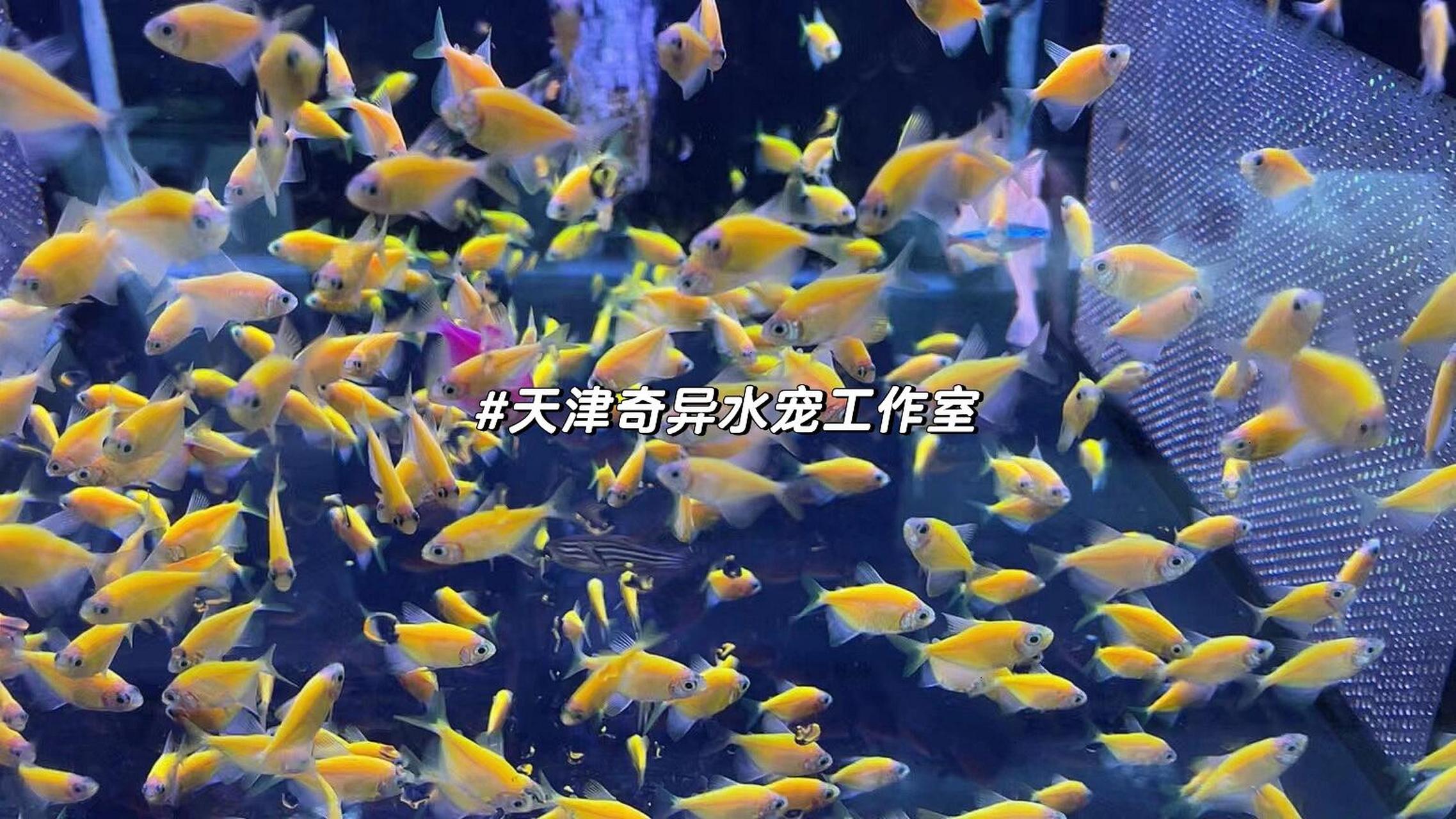 比乌龟还好养的热带鱼天使鱼关键好评还平价 五彩缤纷的天使鱼 超好养