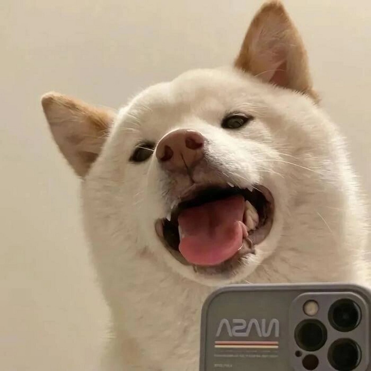 修狗~好可爱的修狗头像