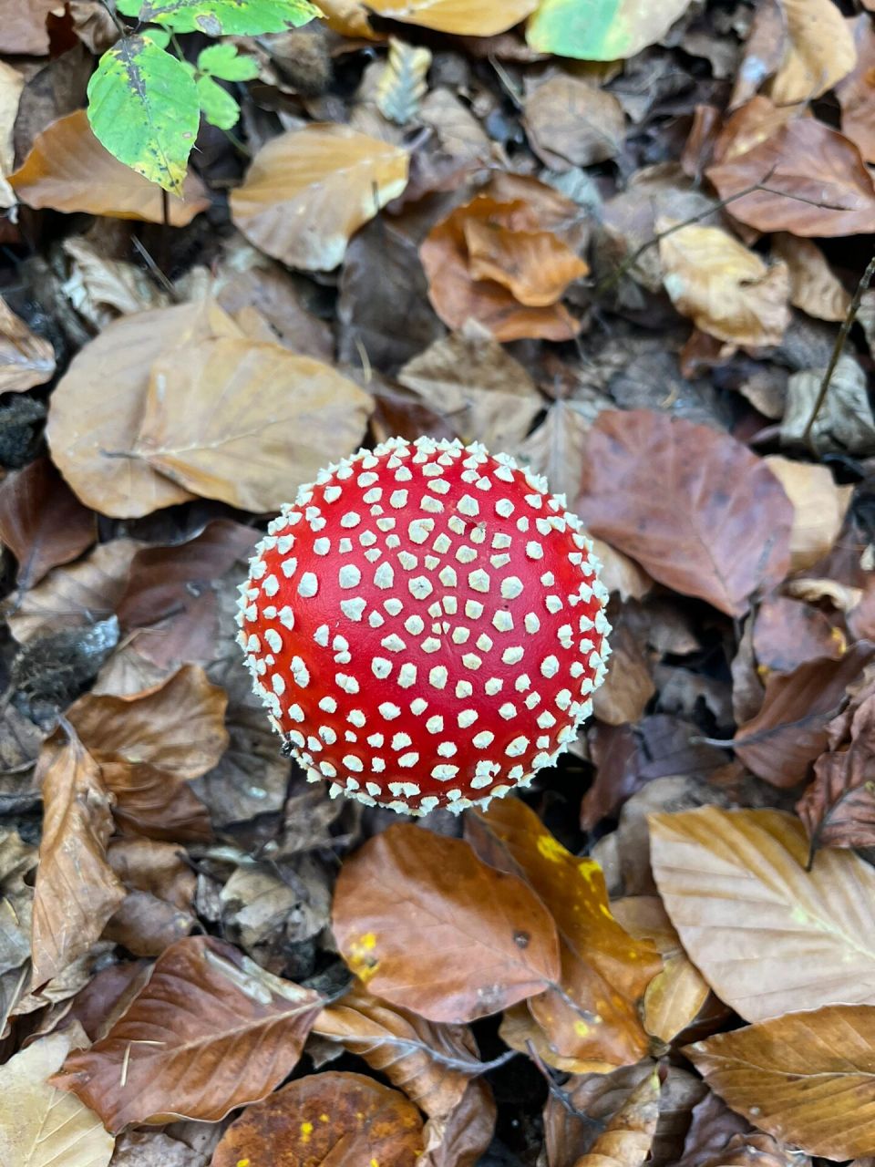 标准躺板板菇96 红伞伞白杆杆,吃完一起躺板板 这毒蘑菇长得太标准