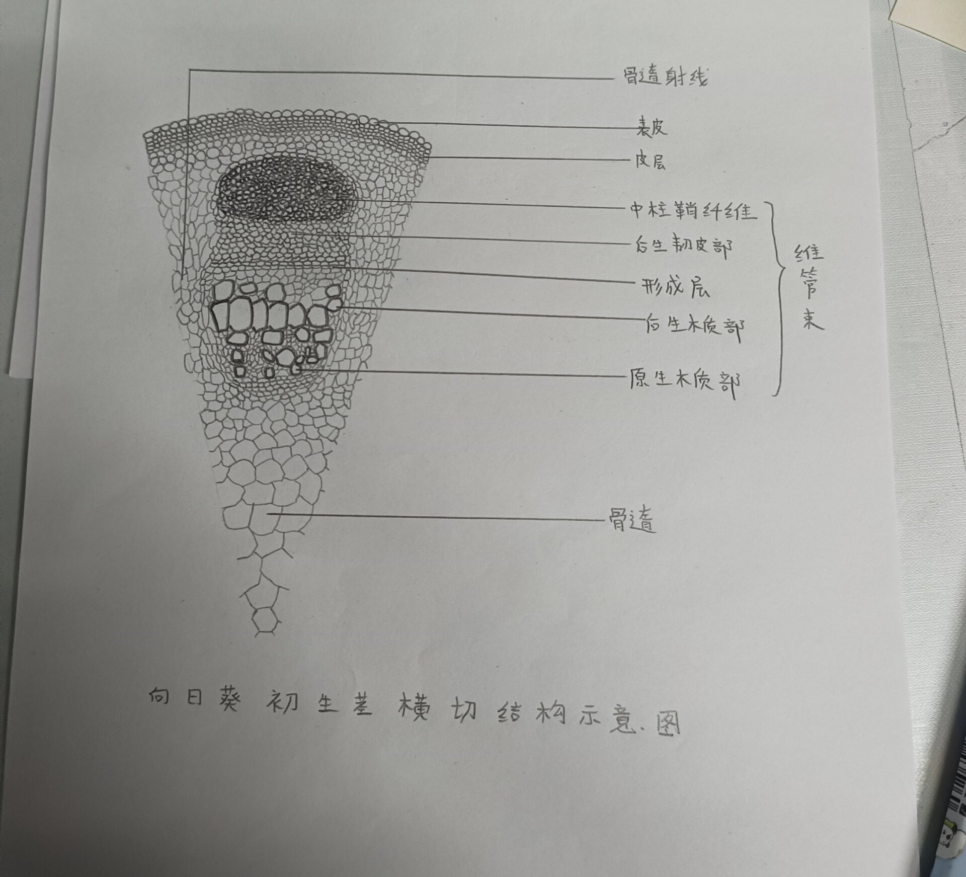 向日葵茎横切结构图片