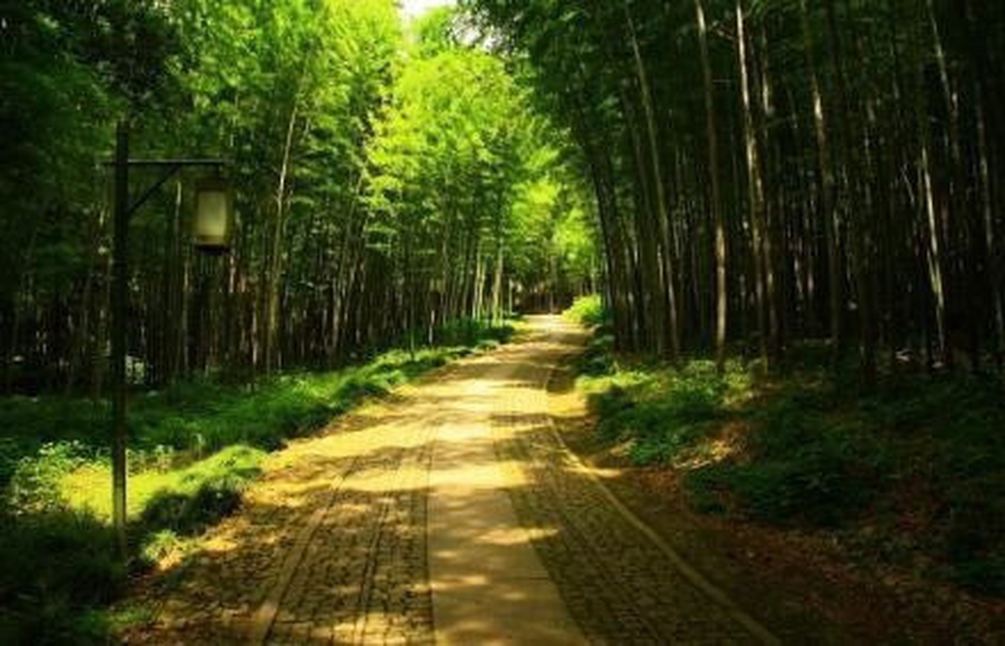 是杭州"新西湖十景"中难得的一处万千茂竹,叮咚溪泉的幽静地点,竹林